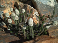 Snake-Plant